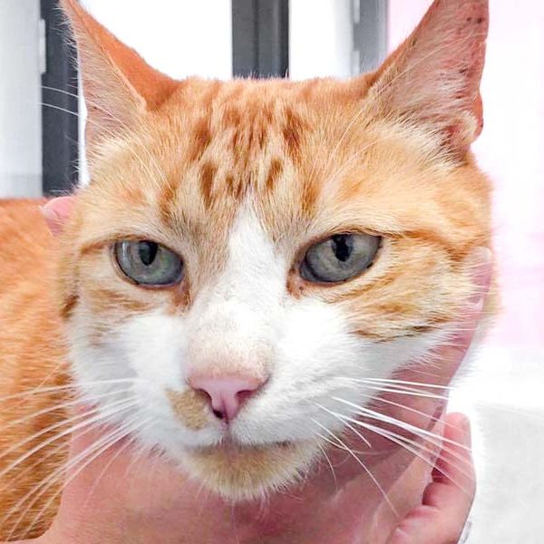 Rot-weißer Fundkater (Kobold) / © 2017 Arche KaNaum (DN) Rot-weißer Fundkater (Kobold) / © 2017 Arche KaNaum (DN)