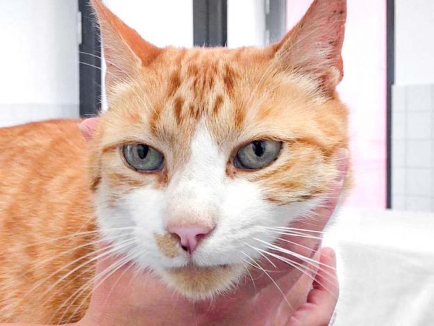 Rot-weißer Fundkater (Kobold) / © 2017 Arche KaNaum (DN)