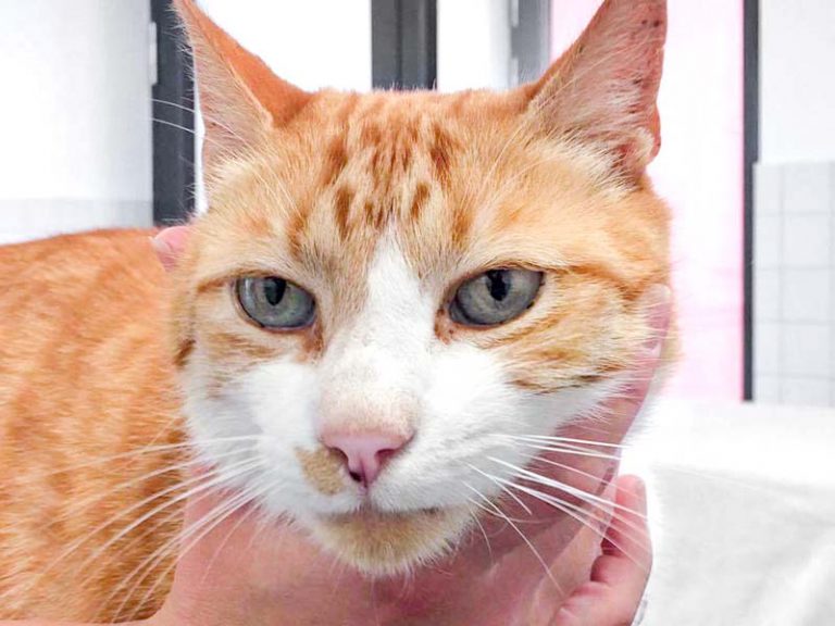 Rot-weißer Fundkater (Kobold) / © 2017 Arche KaNaum (DN)