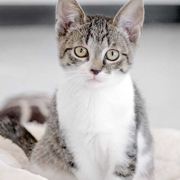 Kätzchen Baby / © 2017 Arche KaNaum (NH)