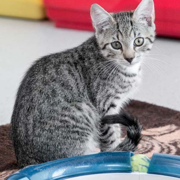 Katerchen Fauli / © 2017 Arche KaNaum (NH) Katerchen Fauli / © 2017 Arche KaNaum (NH)