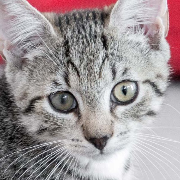 Katerchen Fauli / © 2017 Arche KaNaum (NH) Katerchen Fauli / © 2017 Arche KaNaum (NH)