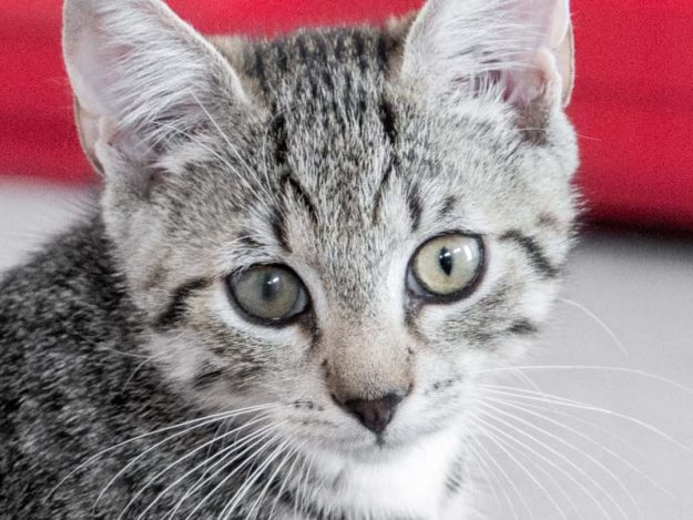 Katerchen Fauli / © 2017 Arche KaNaum (NH)