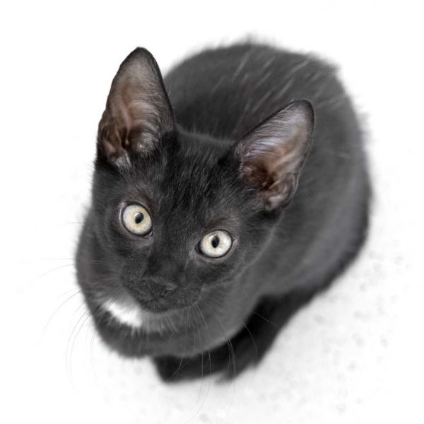 Katerchen Forschi / © 2017 Arche KaNaum (NH)