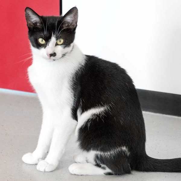 Kätzin Holly / © 2017 Arche KaNaum (NH)