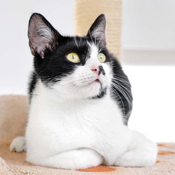 Kätzin Holly / © 2017 Arche KaNaum (NH)