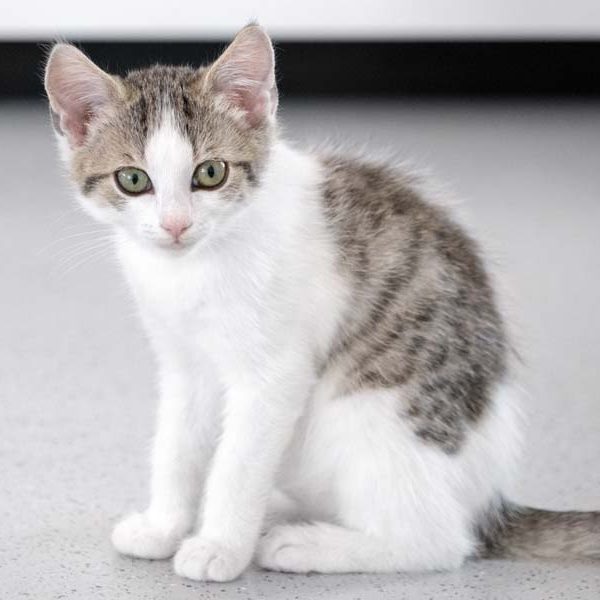 Kätzchen Nanny / © 2017 Arche KaNaum (NH) Kätzchen Nanny / © 2017 Arche KaNaum (NH)