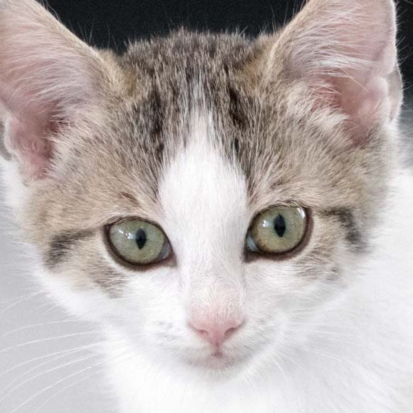 Kätzchen Nanny / © 2017 Arche KaNaum (NH) Kätzchen Nanny / © 2017 Arche KaNaum (NH)