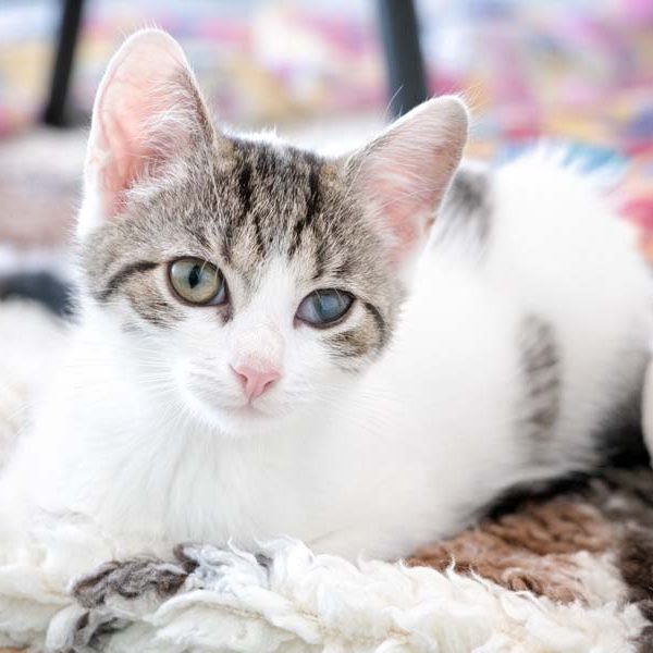 Kätzchen Sasette / © 2017 Arche KaNaum (NH)