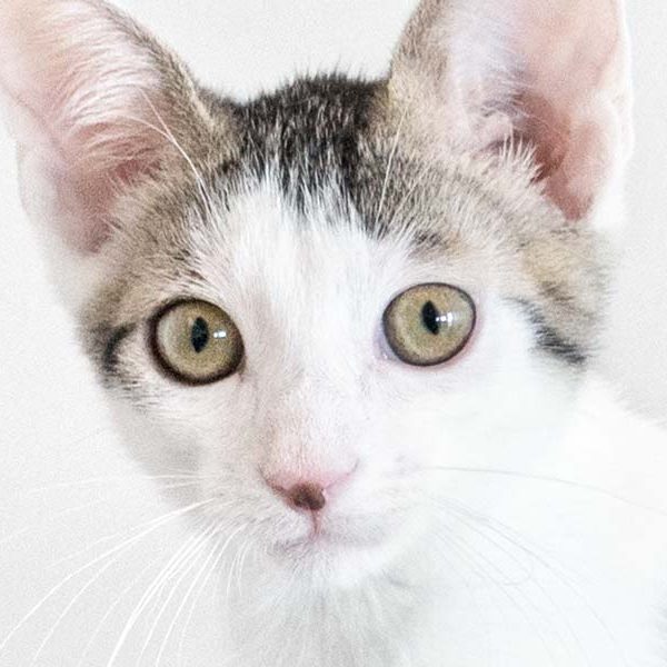 Katerchen Schlaubi  / © 2017 Arche KaNaum (NH) Katerchen Schlaubi / © 2017 Arche KaNaum (NH)