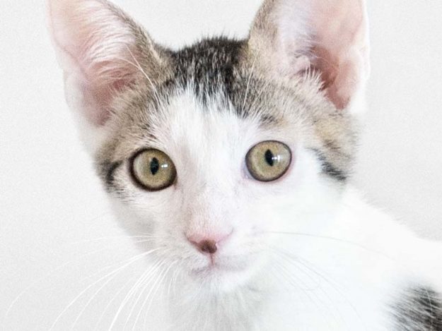 Katerchen Schlaubi / © 2017 Arche KaNaum (NH)