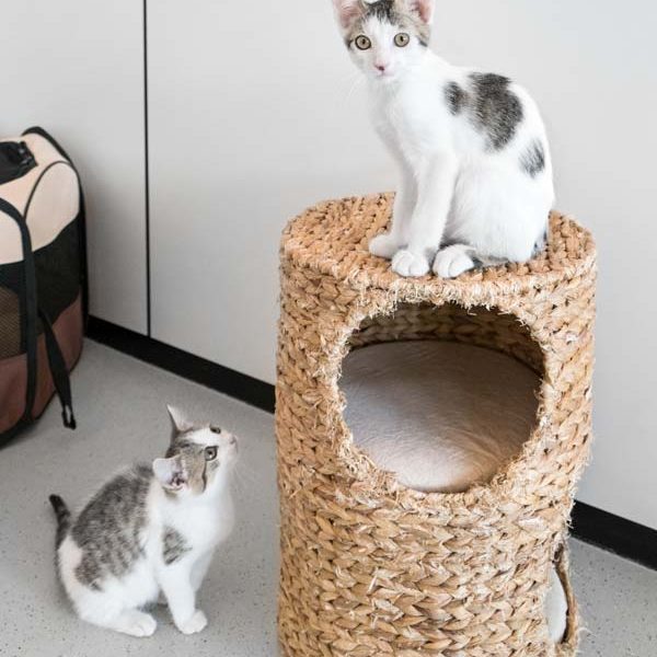 Katerchen Schlaubi (o.) mit Schwesterchen Nanny  / © 2017 Arche KaNaum (NH) Katerchen Schlaubi (o.) mit Schwesterchen Nanny / © 2017 Arche KaNaum (NH)