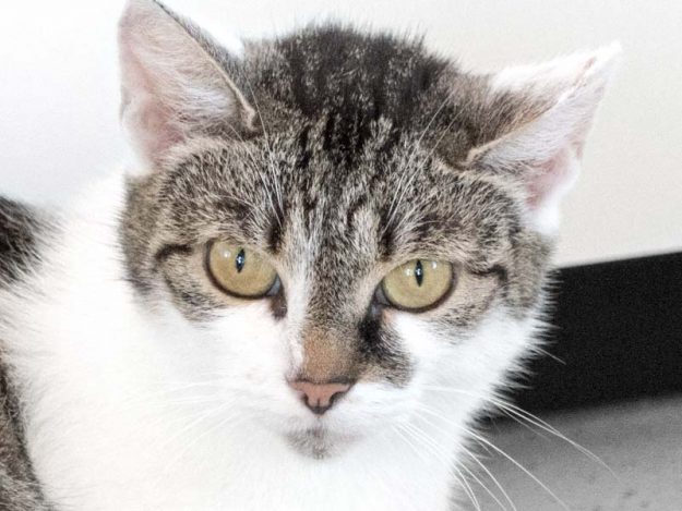 Kätzin Schlumpfine / © 2017 Arche KaNaum (NH)