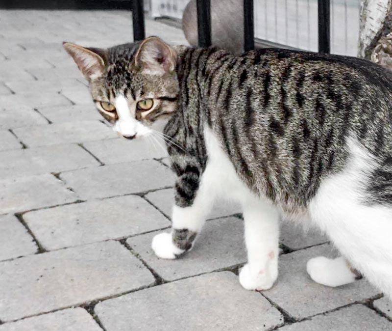 Kater Fabius / © 2017 Arche KaNaum (DN)