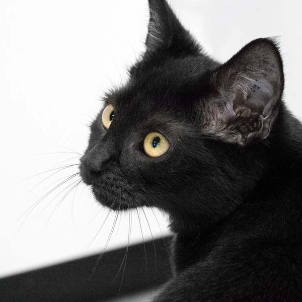 Kätzin Dori / © 2017 Arche KaNaum (NH) Kätzin Dori / © 2017 Arche KaNaum (NH)