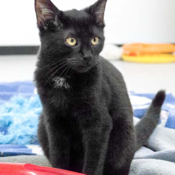 Kätzin Dori / © 2017 Arche KaNaum (NH) Kätzin Dori / © 2017 Arche KaNaum (NH)