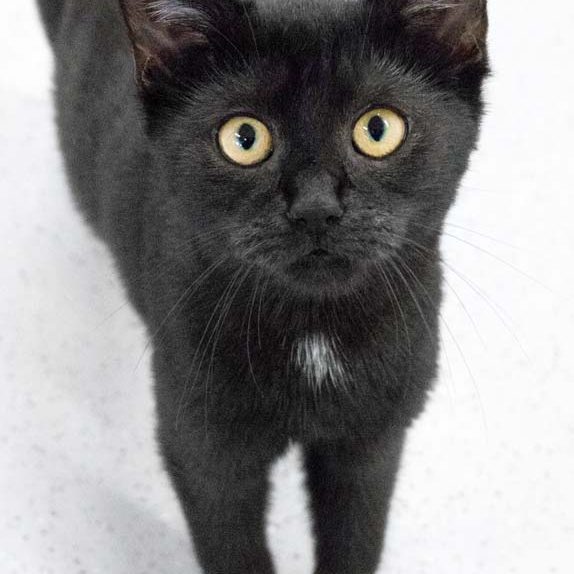 Kätzin Dori / © 2017 Arche KaNaum (NH) Kätzin Dori / © 2017 Arche KaNaum (NH)