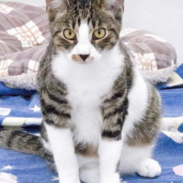 Kater Fabius / © 2017 Arche KaNaum (NH)