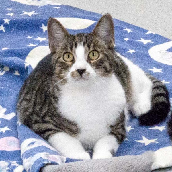 Kater Fabius / © 2017 Arche KaNaum (NH)