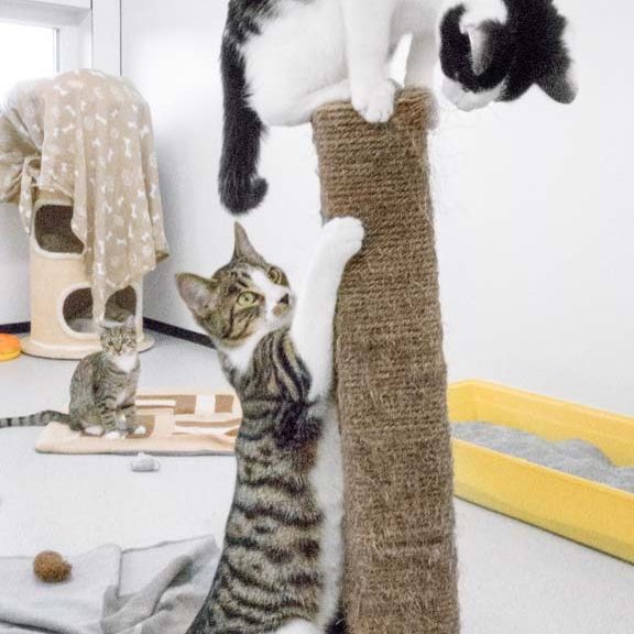 Kater Fabius (u.) mit Kumpel Fürchti / © 2017 Arche KaNaum (NH)