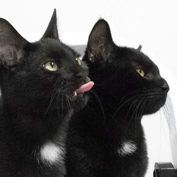 Kater Forschi (l.) und Nemo / © 2017 Arche KaNaum (NH)