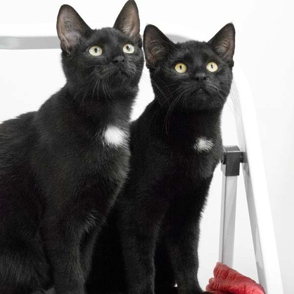 Kater Forschi (l.) und Nemo / © 2017 Arche KaNaum (NH)