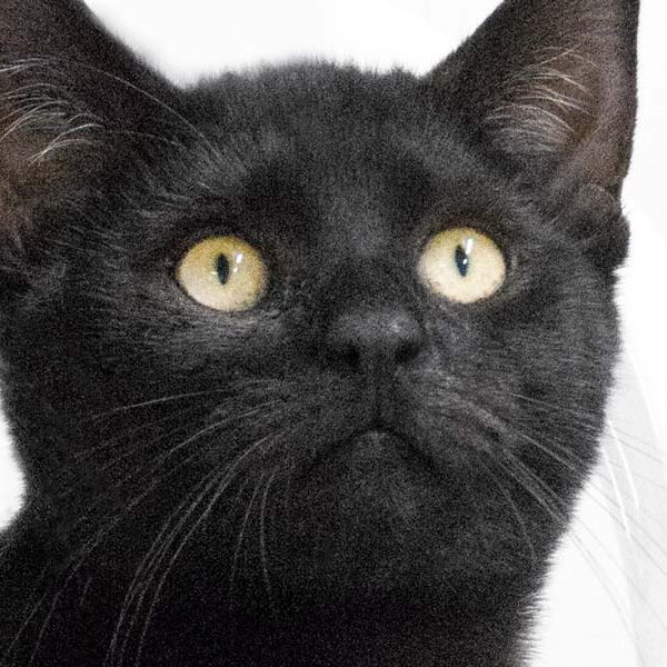 Kater Nemo / © 2017 Arche KaNaum (NH)