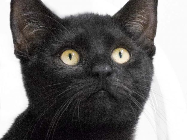 Kater Nemo / © 2017 Arche KaNaum (NH)