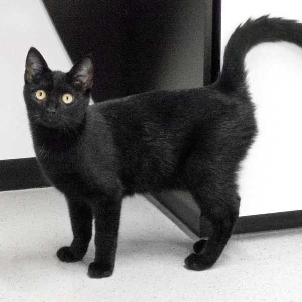 Kater Triton / © 2017 Arche KaNaum (NH)