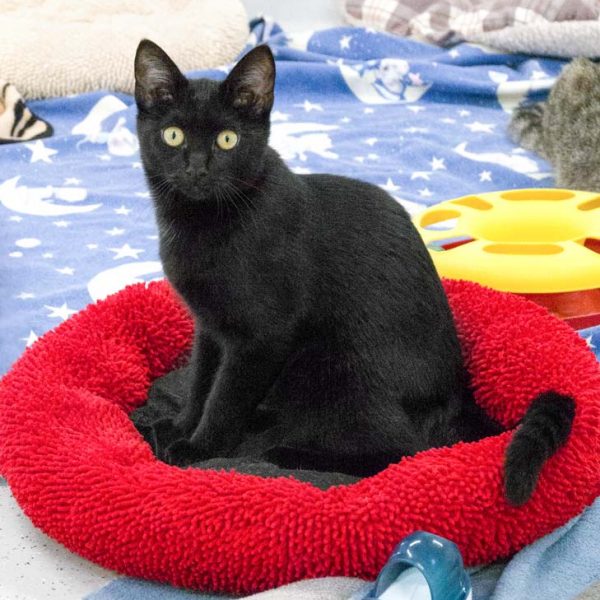 Kater Triton / © 2017 Arche KaNaum (NH)