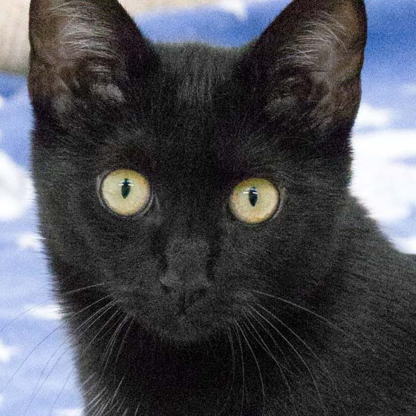 Kater Triton / © 2017 Arche KaNaum (NH)