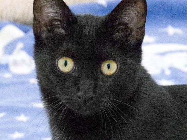 Kater Triton / © 2017 Arche KaNaum (NH)