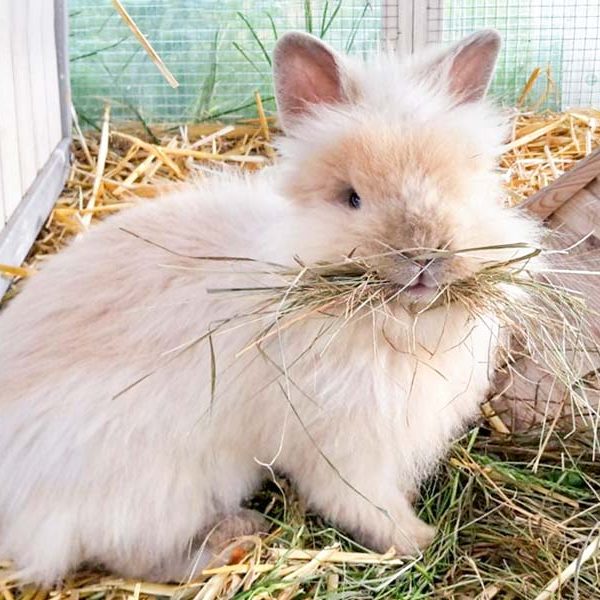 Kaninchenhäsin Gitti / © 2017 Arche KaNaum (OS)