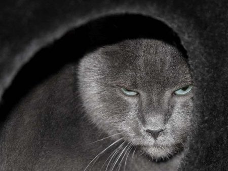 Kater Zeus / © 2017 Arche KaNaum (DN)