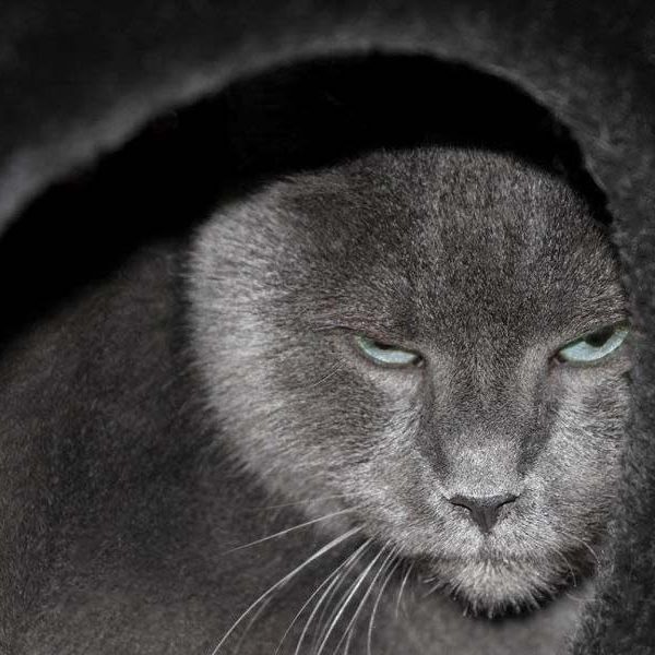 Kater Zeus / © 2017 Arche KaNaum (DN)