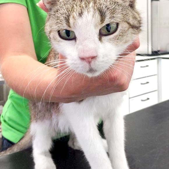 Kätzin Pepper  /  © 2017 Arche KaNaum (DN) Kätzin Pepper / © 2017 Arche KaNaum (DN)