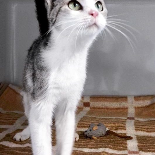 Kätzin Pepper  /  © 2017 Arche KaNaum (DN) Kätzin Pepper / © 2017 Arche KaNaum (DN)