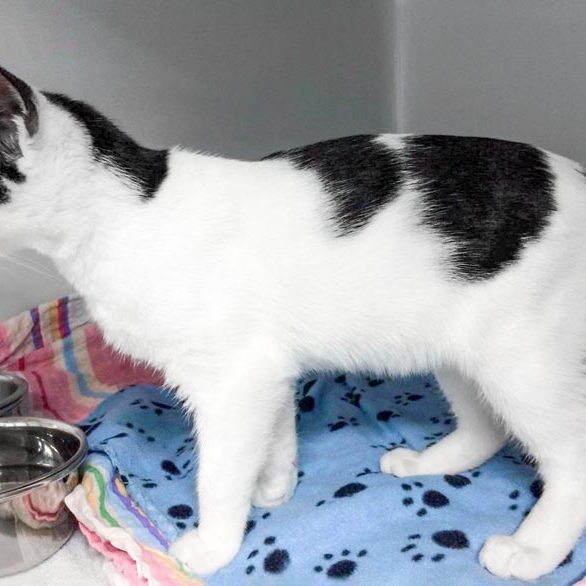 Kater Armani / © 2017 Arche KaNaum (DN)