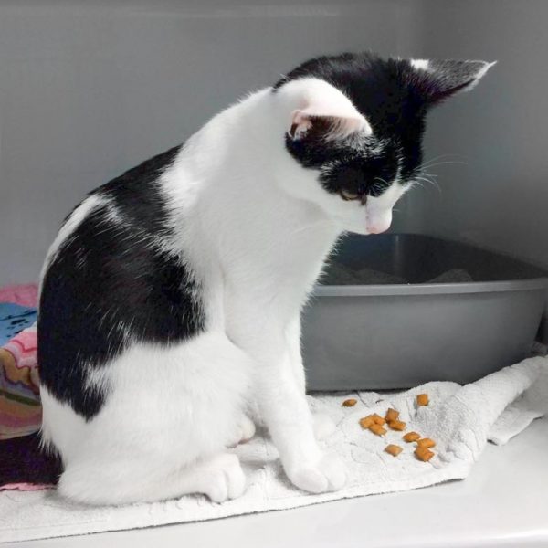 Kater Armani / © 2017 Arche KaNaum (DN)