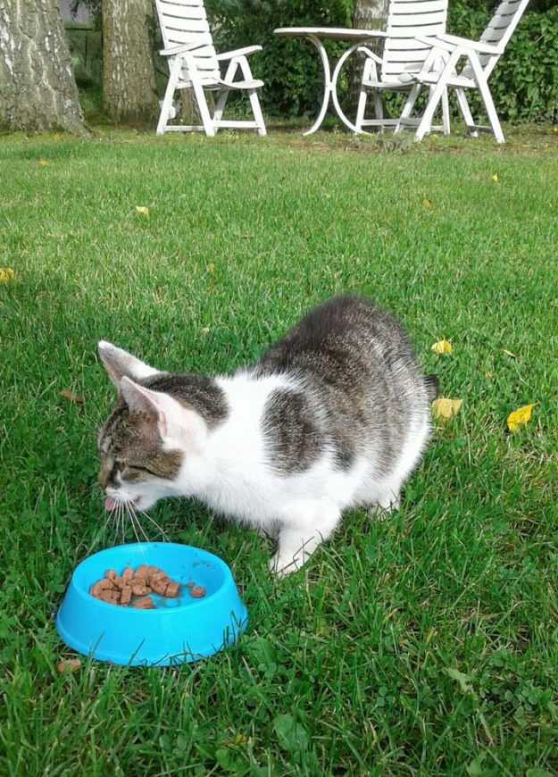 Kätzin Taps (aka Schlumpfine) im neuen Zuhause / © 09.09.'17 Privat