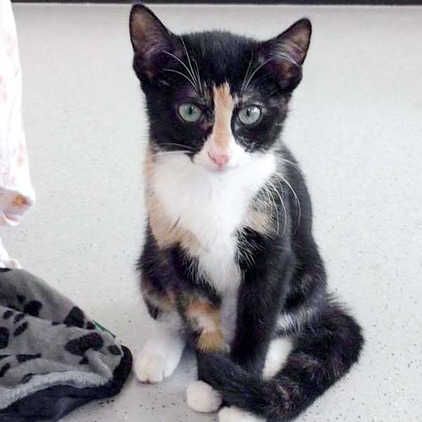 Kätzin Cappuccino  /  © 2017 Arche KaNaum (DN) Kätzin Cappuccino / © 2017 Arche KaNaum (DN)