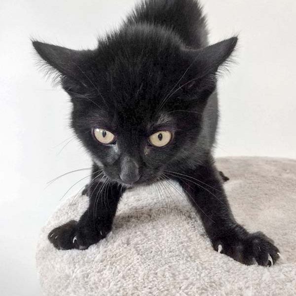 Kater Mokka beim Anblick eines neuen Kumpels / © 2017 Arche KaNaum (DN)