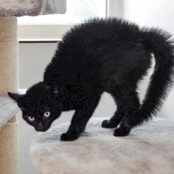 Kater Mokka beim Anblick eines neuen Kumpels / © 2017 Arche KaNaum (DN)