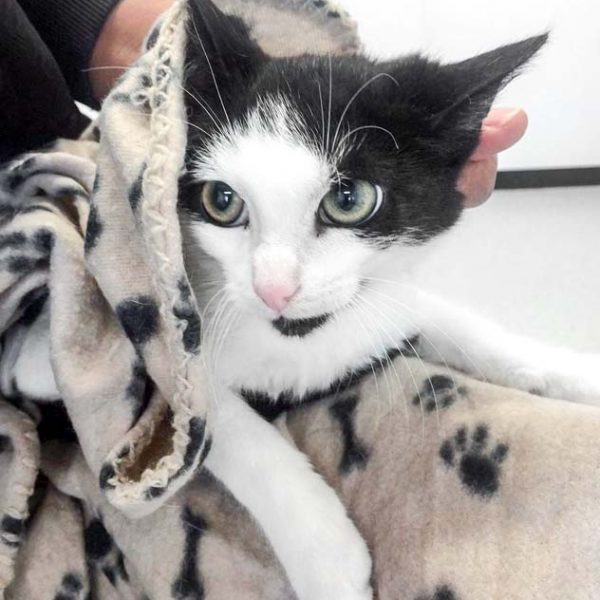 Kater Joschi / © 2017 Arche KaNaum (DN) Kater Joschi / © 2017 Arche KaNaum (DN)