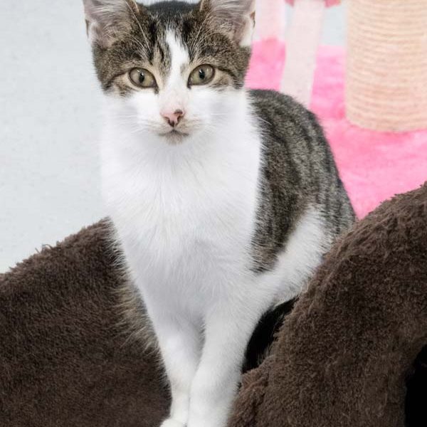 Kater Carino / © 2017 Arche KaNaum (NH) Kater Carino / © 2017 Arche KaNaum (NH)