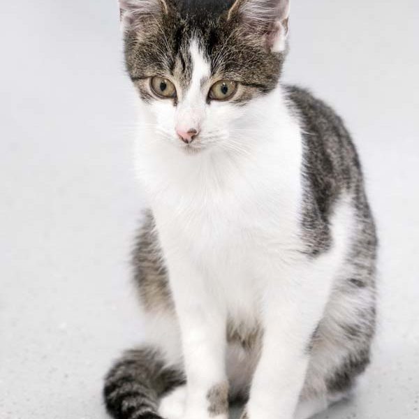 Kater Carino / © 2017 Arche KaNaum (NH) Kater Carino / © 2017 Arche KaNaum (NH)