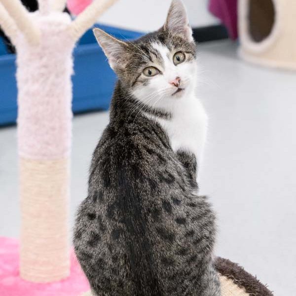 Kater Carino / © 2017 Arche KaNaum (NH) Kater Carino / © 2017 Arche KaNaum (NH)