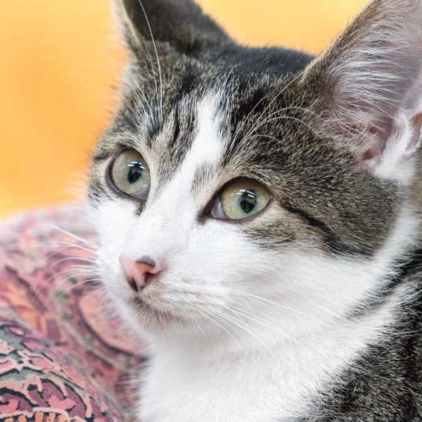 Kater Carino / © 2017 Arche KaNaum (NH) Kater Carino / © 2017 Arche KaNaum (NH)