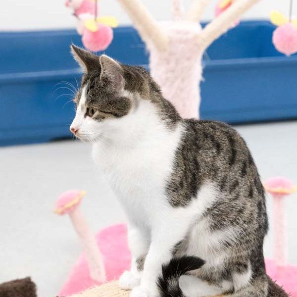 Kater Carino / © 2017 Arche KaNaum (NH) Kater Carino / © 2017 Arche KaNaum (NH)