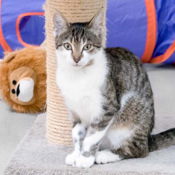 Kätzin Grace / © 2017 Arche KaNaum (NH)